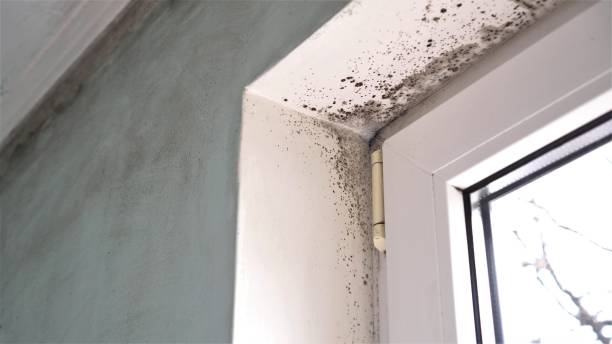 Best Black Mold Removal  in Thornwood, NY